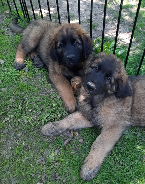 Belana und Benigna 9,5 Wochen alt